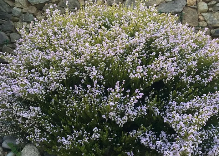 Maison De Caractere Casa Leca, Piscine Privee Chauffee * Feliceto